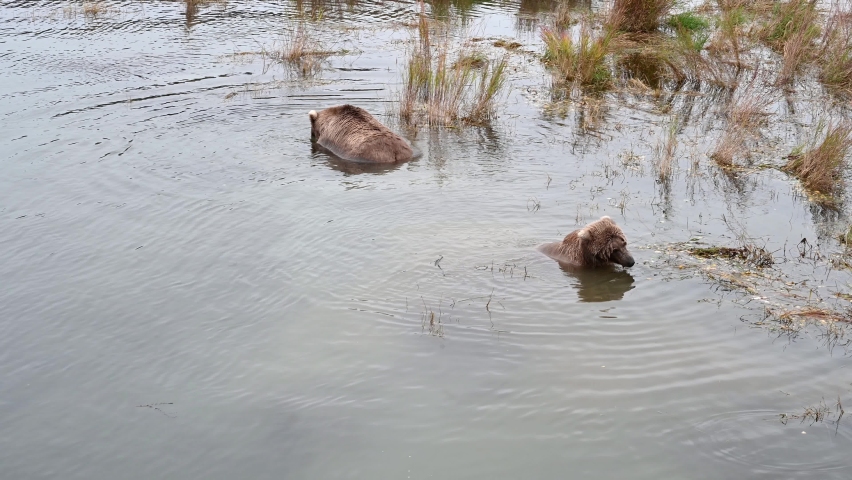 Mother and cub brown bears walking in the Brooks River looking for fish, Katmai National Park and Preserve, Alaska
