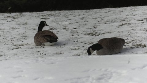 Waterloo, Ontario, Canada January 2022 Canada geese spend winter in the snow not migrating due to climate change