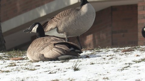 Waterloo, Ontario, Canada January 2022 Canada geese spend winter in the snow not migrating due to climate change
