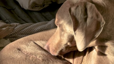 Large dog licks and cleans his side and stomach.  Weimaraner grooming himself in the warm morning sun. 