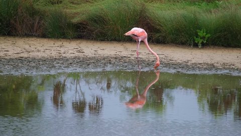 Pink Flamingo Feeding In Reservoir In Galapagos Island, Ecuador. - handheld