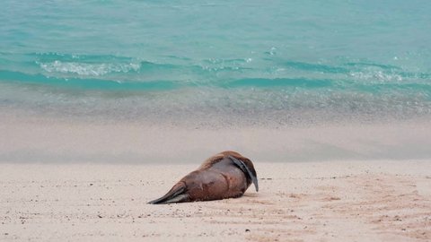 Endangered Galapagos Sea Lion Rolling In The Beach Sand At San Cristobal Island, Ecuador. - wide shot