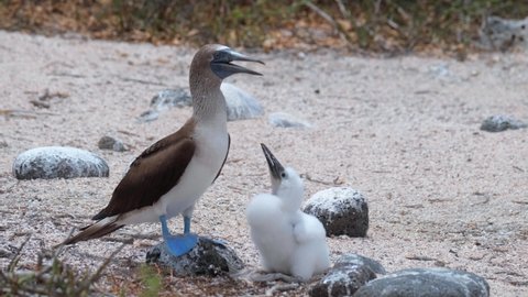 Juvenile Chick Sitting Next To Adult Blue-footed Booby On A Sunny Day In Galapagos Island. - handheld