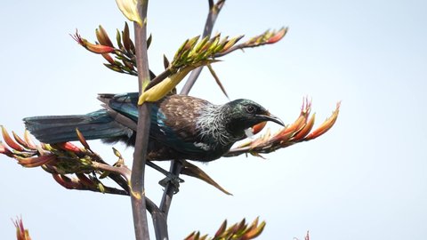 Tui bird in a flax bush on Kapiti Island near Wellington New Zealand