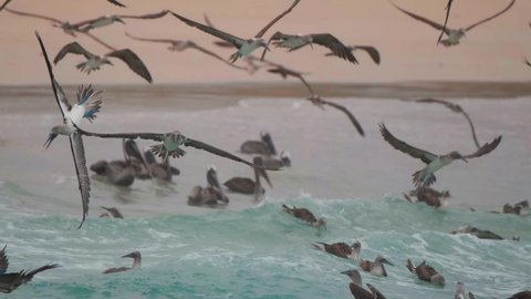 Blue-footed Boobies Feeding Frenzy, Dive And Swim Underwater To Eat Fish In Galapagos Island. - handheld