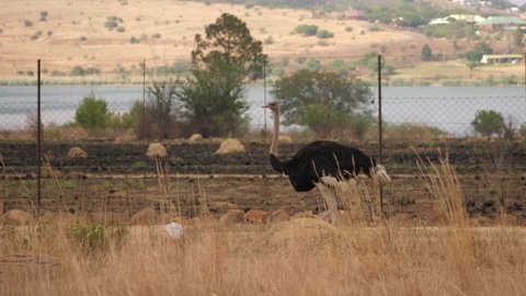 Wide tracking shot of male ostrich walking along fence