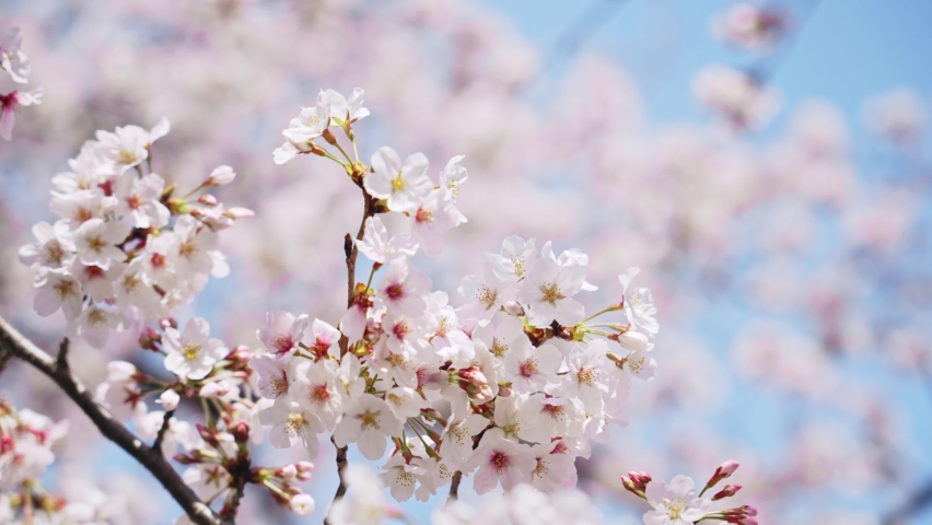 Cherry blossomes concept. Japanese sakura. Hanami. Royalty-Free Stock Footage #1085222267