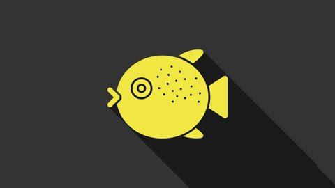 Yellow Puffer fish icon isolated on grey background. Fugu fish japanese puffer fish. 4K Video motion graphic animation.