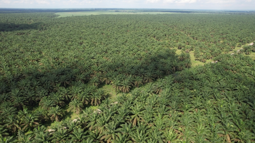 Palm Oil Tree Plantation view from above Royalty-Free Stock Footage #1085230448