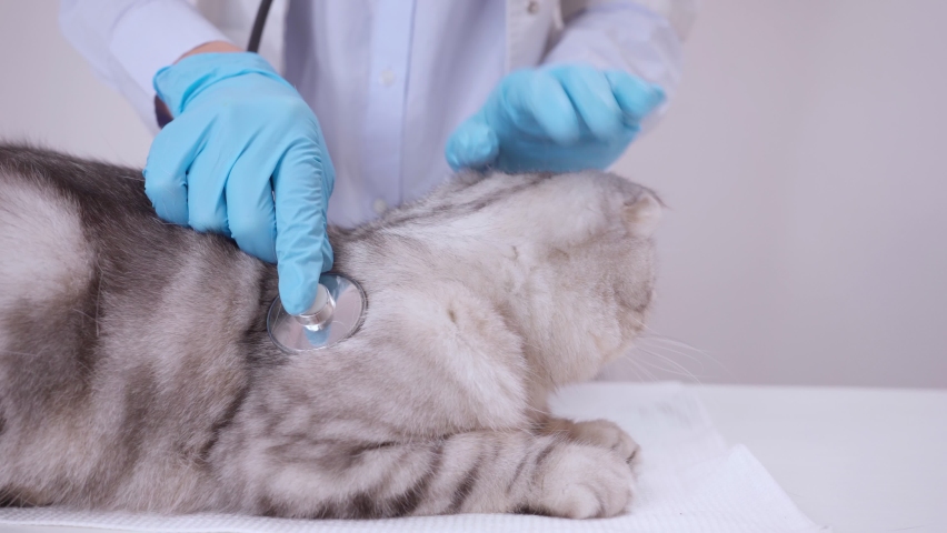 Vetelinar examines a domestic thoroughbred cat, Scottish Fold. Listens to the lungs and heart of a pet. Treatment of animals. Sick cat. Preventive examination of an adult cat. Pet care Royalty-Free Stock Footage #1085233661