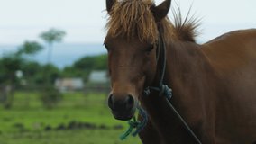 A beautiful horse in Bali 4K video