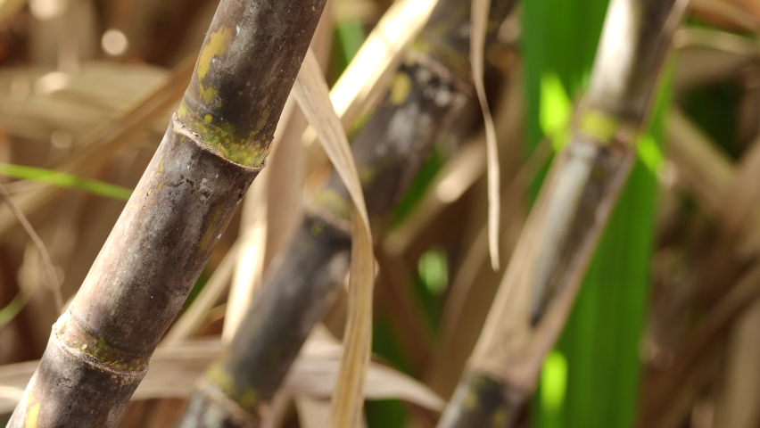 Sugarcane stalks grow at field. Close up of sugarcane or sugar cane. Royalty-Free Stock Footage #1085235215