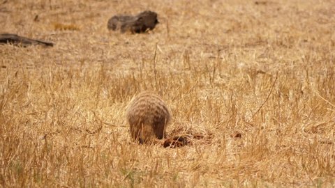 Digging meerkat hides and runs away from danger