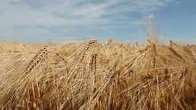 video clip shows a close up shot of a wheat filed during summertime