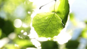 video clip shows a closeup view of a green leaf in summertime and glittering reflections of sunlight on water surface