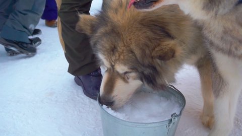 Malamute dog quenches his thirst by eating snow from a bucket.close-up