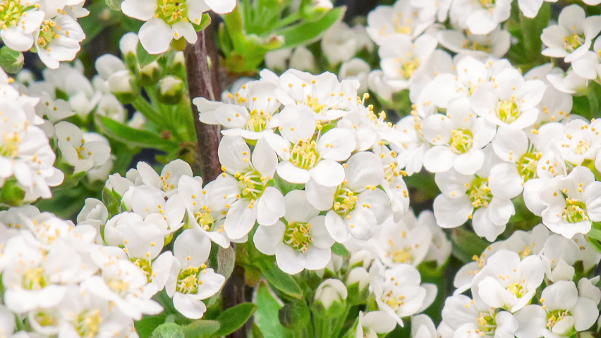 Time Lapse of white flowers on blooming shrub of Spiraea arguta. Time-lapse spring flowering bush with flowers and green leaves, beautiful background. Branch bush springtime. Royalty-Free Stock Footage #1085238575
