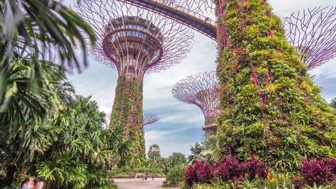 SINGAPORE - CIRCA JAN 2020: Supertrees at Gardens by the Bay and sky bridge timelapse hyperlapse. The tree-like structures are fitted with environmental technologies that mimic the ecological function