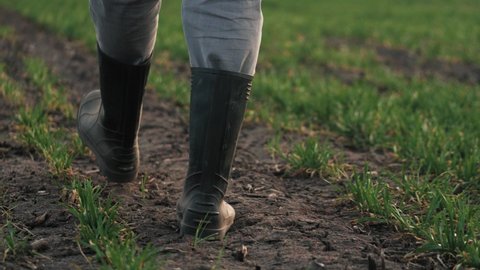 A farmer in boots walks across a field of green wheat sprouts. In the spring, a businessman walks on the ground assessing seedlings of green vegetables at sunset. Agricultural business. Growing grain