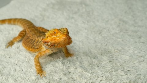 Portrait of bearded agama dragon is sitting on the carpet at home and looking at camera. Exotic domestic animal, pet. The content of the lizard at home. Cute amazing animal from Australia.