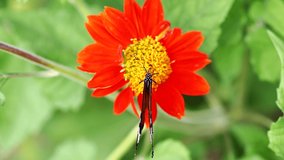 A close-up video shows Tawny Coster butterfly (Acraea violae) feed on the nectar of the Mexican Sunflower.