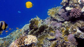 25 fps video of coral fish, snorkeling, freedifing, diving in Egypt on the beach. Underwater world of the Red Sea. Fish in Red Sea Egypt.  Coral reef. Bright coral fish. Reef life underwater 4 k