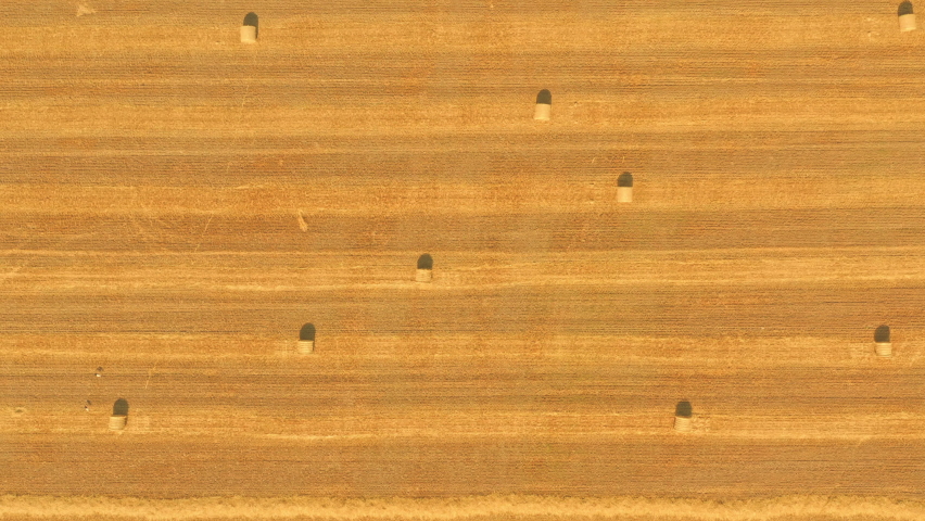 Harvesting straw in the summer on a hot day. Hay bales on yellow warm field. Top view Drone panorama shot. Hay Bales on straw yellow wheat field. Hay Bales in field after wheat season Harvesting. 