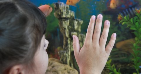 Take care of aquarium fish. A little girl takes care of domestic cichlids in the room.