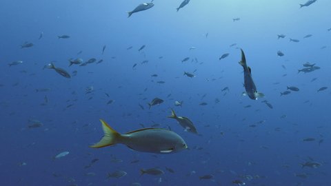 Fusilier fishes feeding, open sea, Pacific Ocean