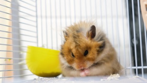 cute long-haired Syrian hamster washes himself sitting on a wooden house in a cage