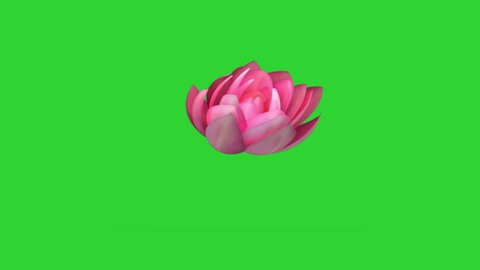 animation of a blooming lotus flower on a green background.