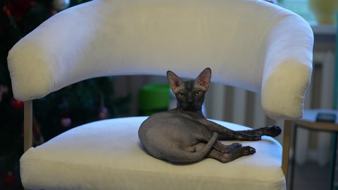 A beautiful black sphinx cat plays on a white chair in the house.