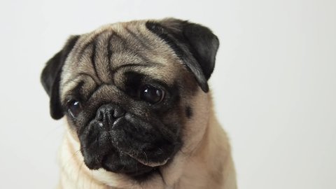 Close-up portrait of emotional hungry pug dog with foaming and drooling at the mouth. Turns his head to the camera and barks ask feed 