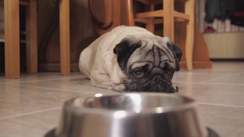 Hungry cute pug dog lying on the floor in the kitchen in front of an empty bowl and drooling. Waiting to eat with pleading eyes. selective focus