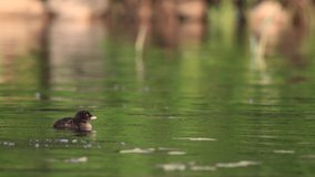 Common Loon and Chick Video Clip 