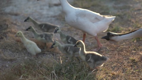 slow-motion shot of gosling and flock of geese on farm, baby geese walking on the ground with sunrise in the morning, new animals life concept