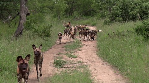 Frontal view of African wild dogs running on dirt road by green grass