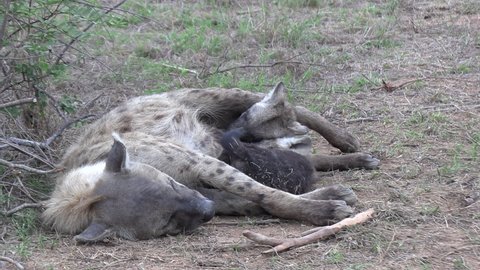 Close view of female hyena lying on ground and suckling her cub