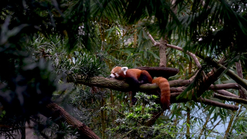 Red Panda resting on a tree. Tropical environment | Shutterstock HD Video #1085269517