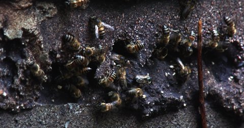 African honey bees have created a hive in a cinder block wall, close up
