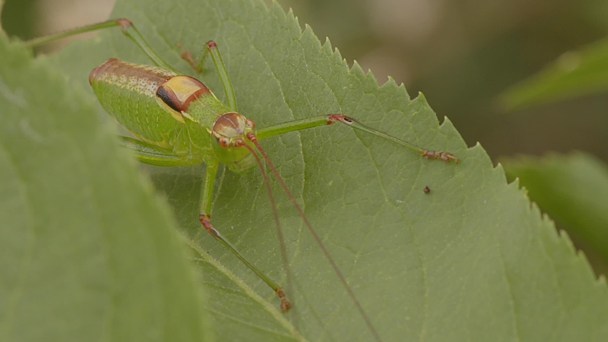 Speckled bush-cricket, Leptophyes punctatissima, resting on a leaf. Royalty-Free Stock Footage #1085269691
