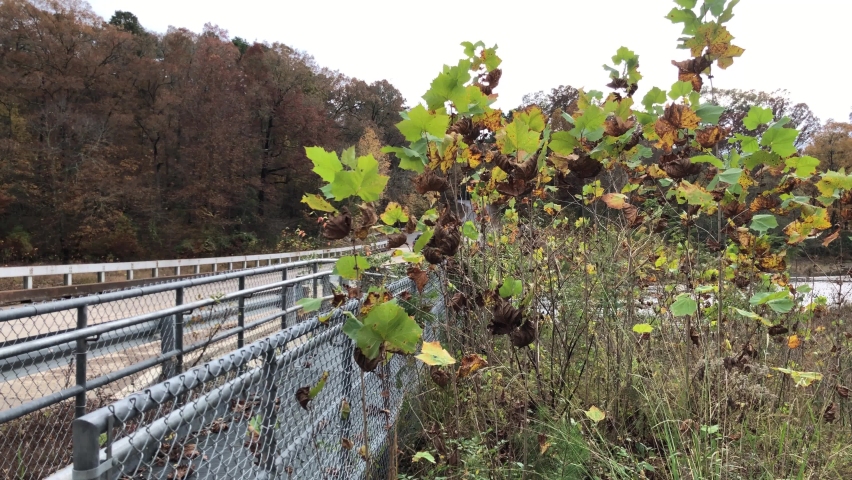 Colorful trees and leaves of autumn at a bridge in Mountain Fork River, Beavers Bend State Park, Oklahoma.