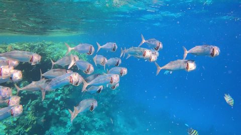 Fishes mackerel, shoal of fish, shoal of mackerel, eat plankton, plankton, video of coral fish, snorkeling, freedifing, diving in Egypt on the beach. Underwater world of  Red Sea Egypt.  25 fps 4 k.