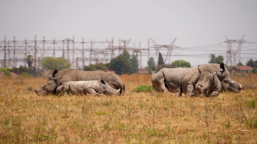 Group of sleeping rhino near electric power pylons Royalty-Free Stock Footage #1085277497