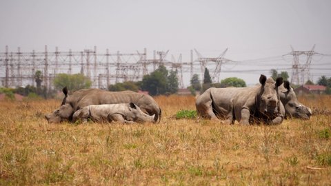 Group of sleeping rhino near electric power pylons