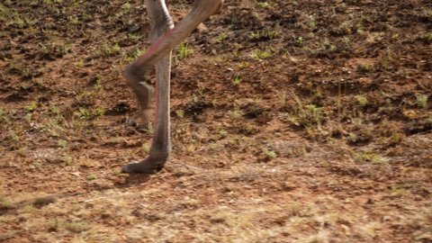 Long legs of male ostrich walking in slowmo