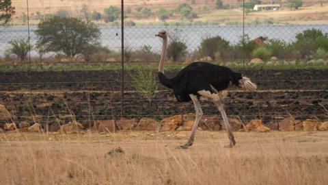 Tracking shot of male ostrich walking along fence with water background 