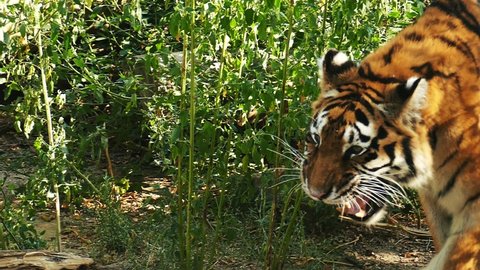 A wild tiger makes his way through the jungle. Wildlife footage. Bengal tiger in slow motion. Feline predator. Dangerous forest concept.