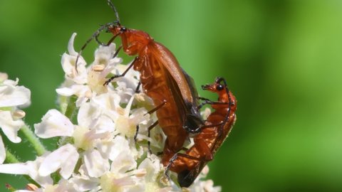 Pair of Soldier Beetle in copulation, their Latin name is Cantharis livida