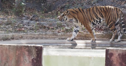 Tigers are walking around the area. Stripes on the body of orange tiger with black stripes in the zoo.